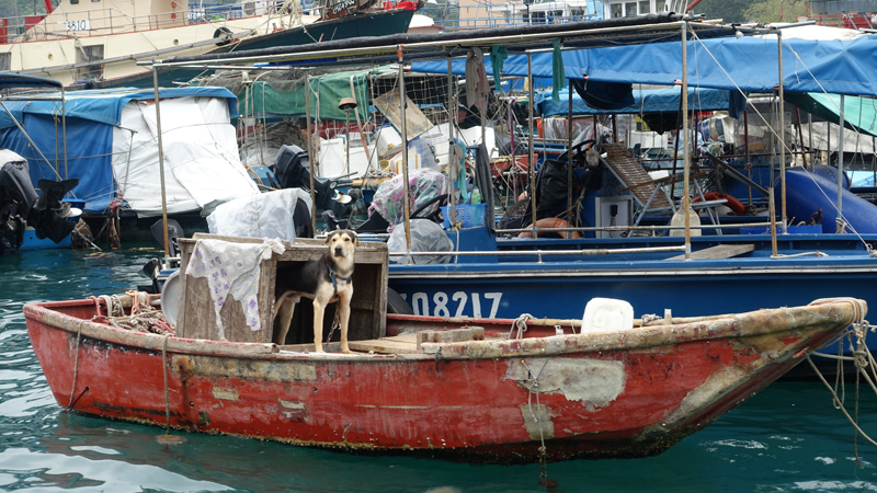 2017-04-14_131254 china-2017.jpg - Hongkong - Bootstour Alter Hafen